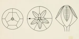 Pavel Ovchinnikov Prints: Schematic structures of Blastoids, Pelmatozoa, Echinoderms, drawing