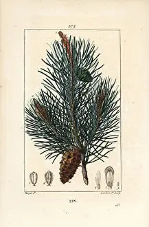 Dick Prints: Scots pine - Wild pine tree or Scots pine