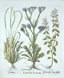 Sea Lavender, Swine Cress, Calamint, from Hortus Eystettensis Sea Lavender, Swine Cress, Calamint, from Hortus Eystettensis