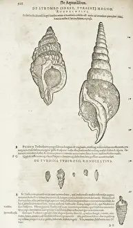 Snail Prints: Seashells