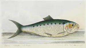 Fins Prints: A Shad