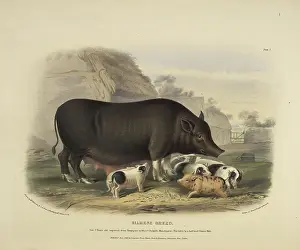Swine Prints: Siamese breed