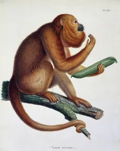 1811 Prints: Simia ursina, monkey