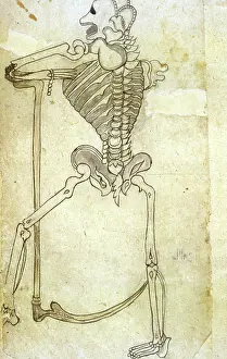 Pedestal Prints: A skeleton