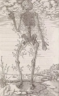 Anatomical Prints: A skeleton
