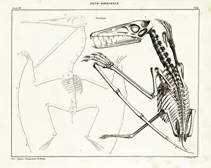 Dinosaure Prints: Skeleton of an extinct pterodactyl