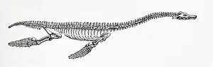 Species Prints: Skeleton of a Plesiosaurus, a genus of extinct
