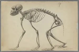 Ribcage Prints: Skeleton of a primate (graphite on paper)
