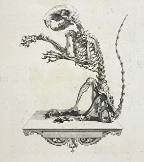 Rodent Prints: Skeleton of a squirrel