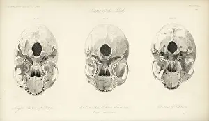 Chinoises Prints: Skull bones of a native of Congo
