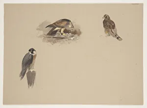 Three small vignettes of peregrine falcon and 2 other birds of prey, c Three small vignettes of peregrine falcon and 2 other birds of prey, c