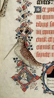 Sandpiper Prints: A snipe