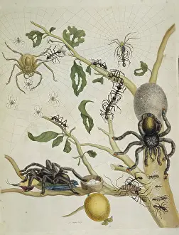 Arachnid Prints: Spiders