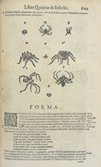 Arachnid Prints: Spiders