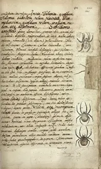 Arachnid Prints: Spiders. Text
