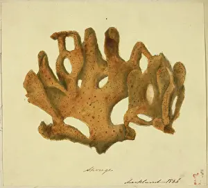 Sponge Prints: A sponge