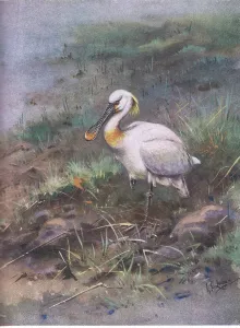 George Edward Lodge Prints: Spoonbill (litho)