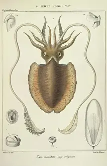 Squid Prints: A squid