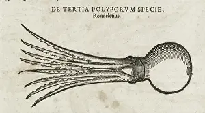 Squid Prints: A squid