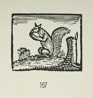 Rodent Prints: A squirrel