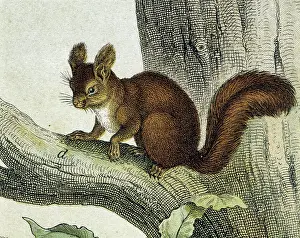 Squirrel Prints: Squirrel