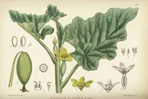 Gourd Prints: Squirting cucumber or exploding cucumber