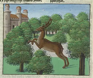 Antler Prints: A stag