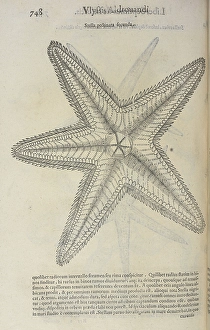 Amphibians Prints: A starfish