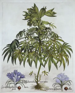 Stinking Hellebore, and Two Kinds of Crocus, from Hortus Eystettensis Stinking Hellebore, and Two Kinds of Crocus, from Hortus Eystettensis
