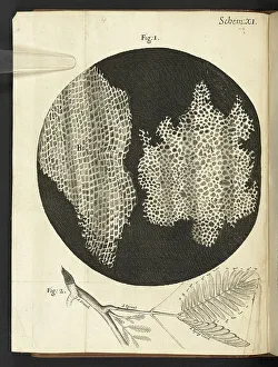 Micrographia Prints: The structure of cork as viewed under a microscope when cut lengthwise (left) and crosswise