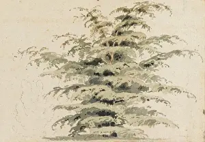 Study of a cedar tree, 1802 (watercolour, graphite)
