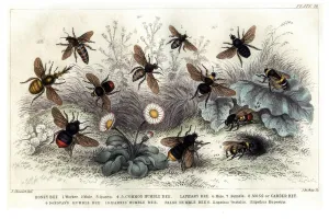 Harris Prints: Study of different bees, engraved J. Bishop (coloured engraving)