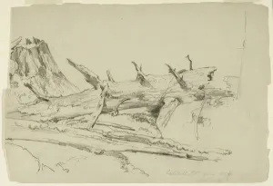 Bark Prints: Study of a Fallen Tree Trunk, Catskill Mountains, New York, 1857 (graphite on paper)
