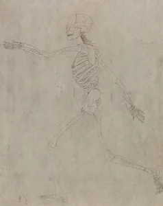 Skeletal Prints: Study of the Human Figure, Lateral View