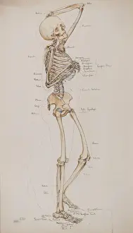 Study [Human skeleton (bones captioned)], c. 1884 (w / c)