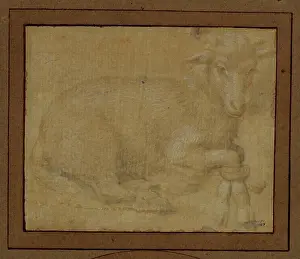 Lorenzo Di Credi Prints: Study of a lamb