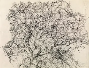 Kenneth Newton Prints: Study of a Tree (pencil)