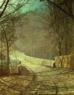 Images Dated 2007 August: Sunshine through winter trees