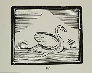 Swans Prints: A swan