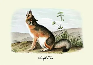 1850s Prints: Swift Fox