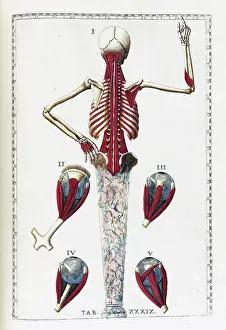 1780s Prints: Tabulae anatomicae