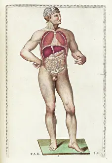 1780s Prints: Tabulae anatomicae