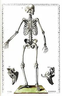 1780s Prints: Tabulae anatomicae