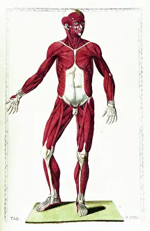 1780s Prints: Tabulae anatomicae