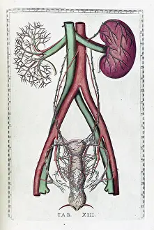 1780s Prints: Tabulae anatomicae