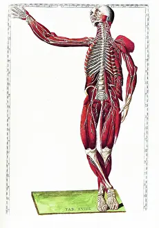 1780s Prints: Tabulae anatomicae