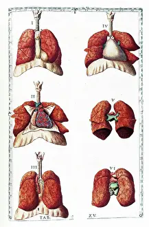 1780s Prints: Tabulae anatomicae