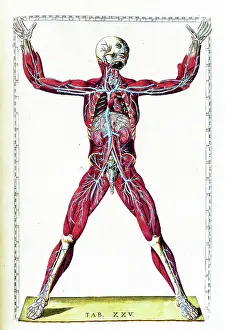 1780s Prints: Tabulae anatomicae
