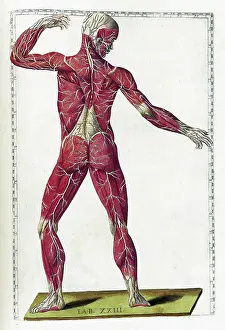 1780s Prints: Tabulae anatomicae