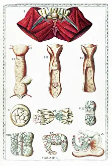 1780s Prints: Tabulae anatomicae